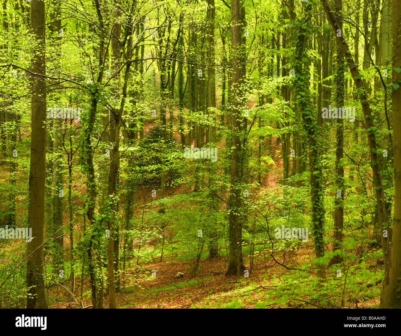 The Woodland Hall Tree How it Transforms Entryway Clutter