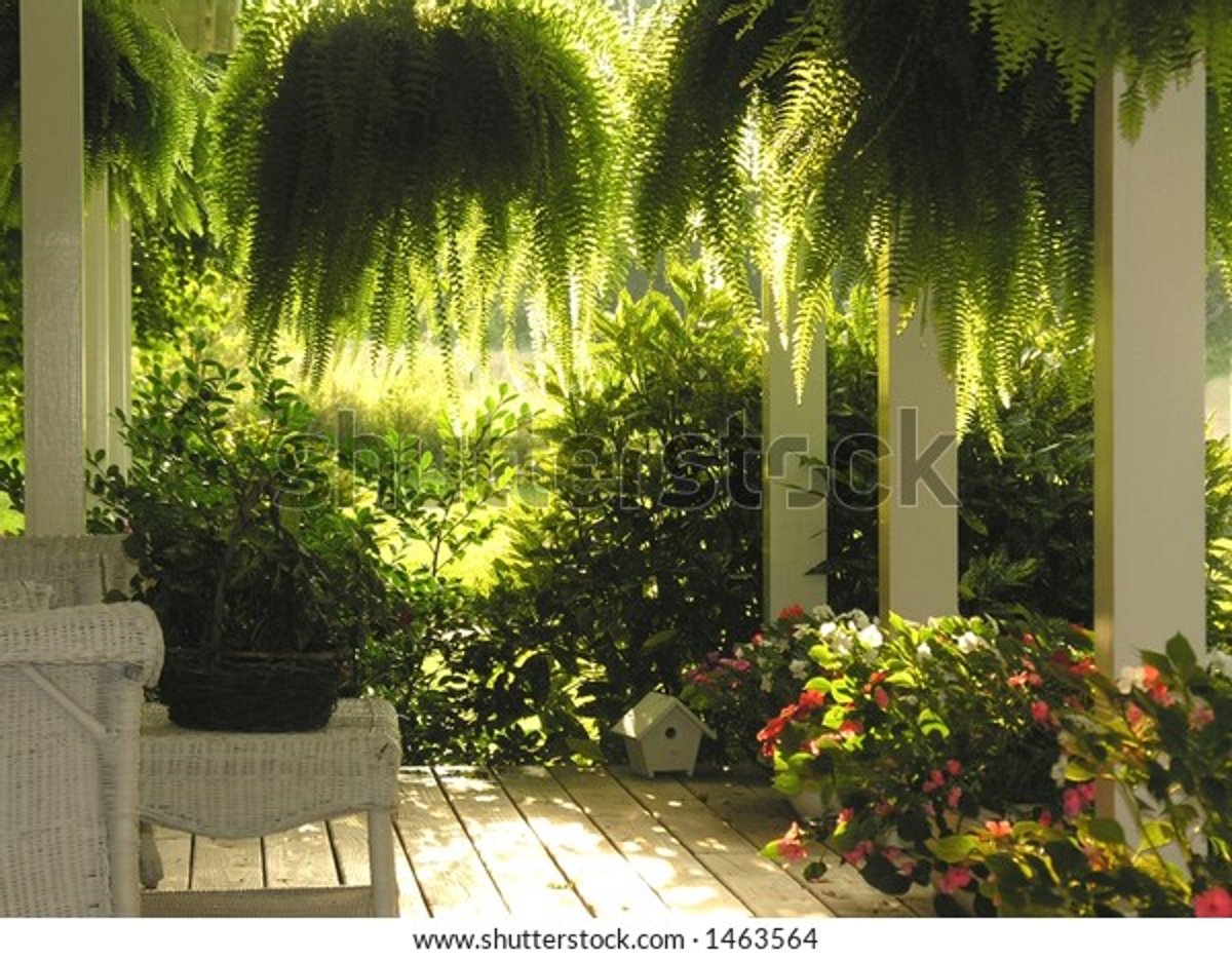 hanging ferns on front porch