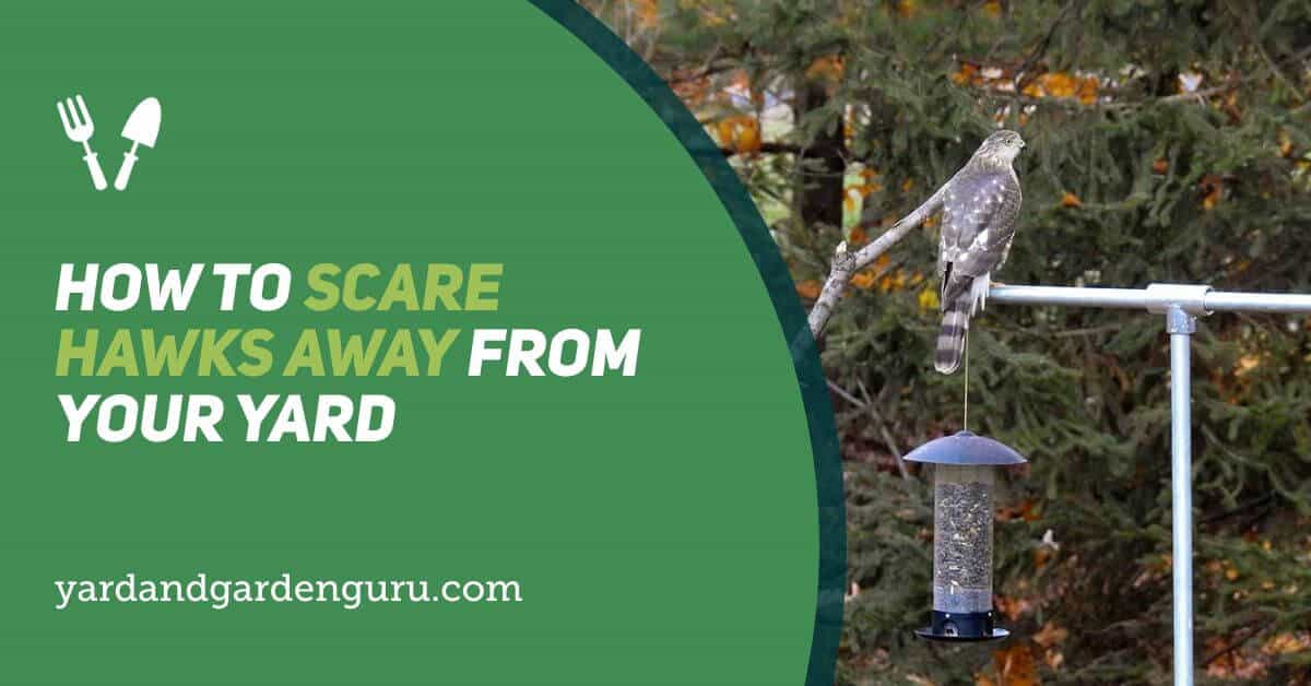 how do you get rid of hawks in your yard