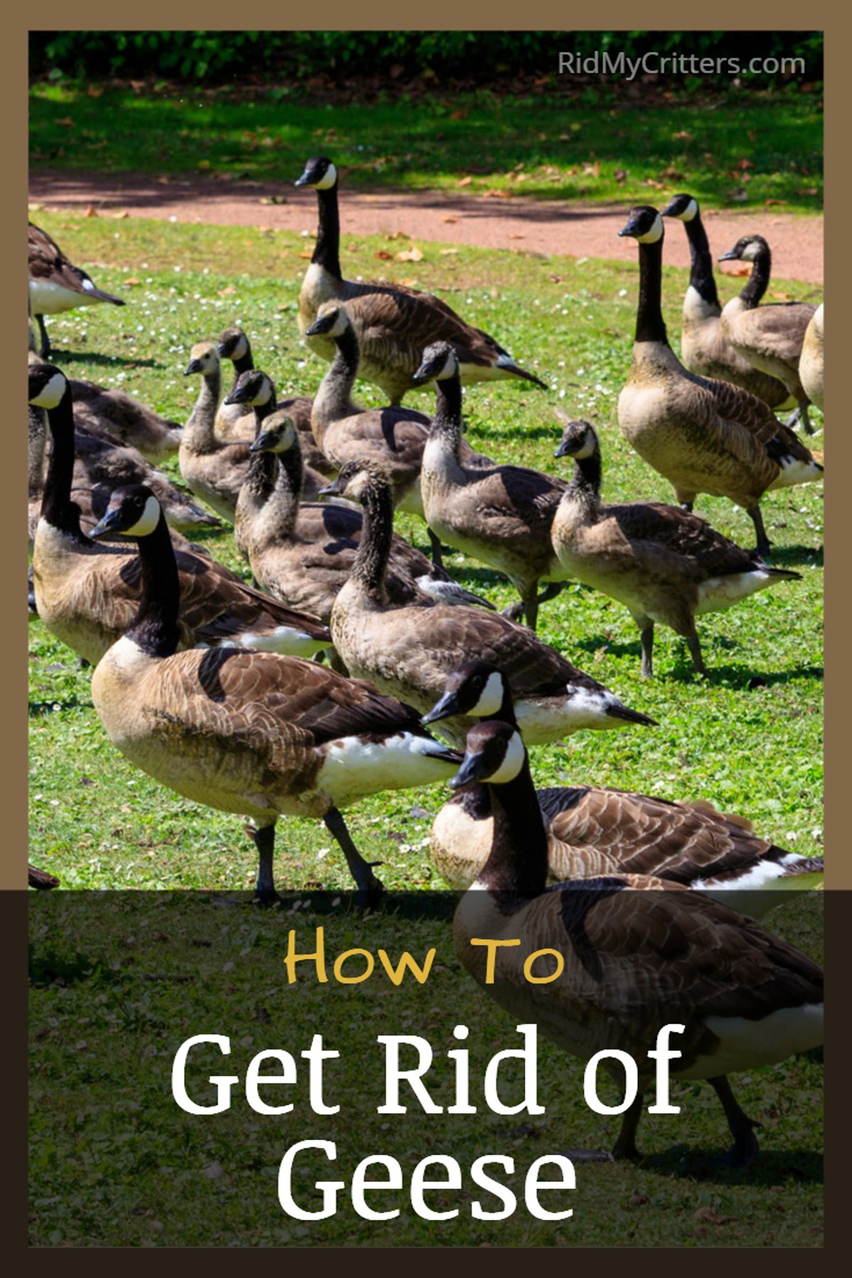 how to get rid of geese from your yard