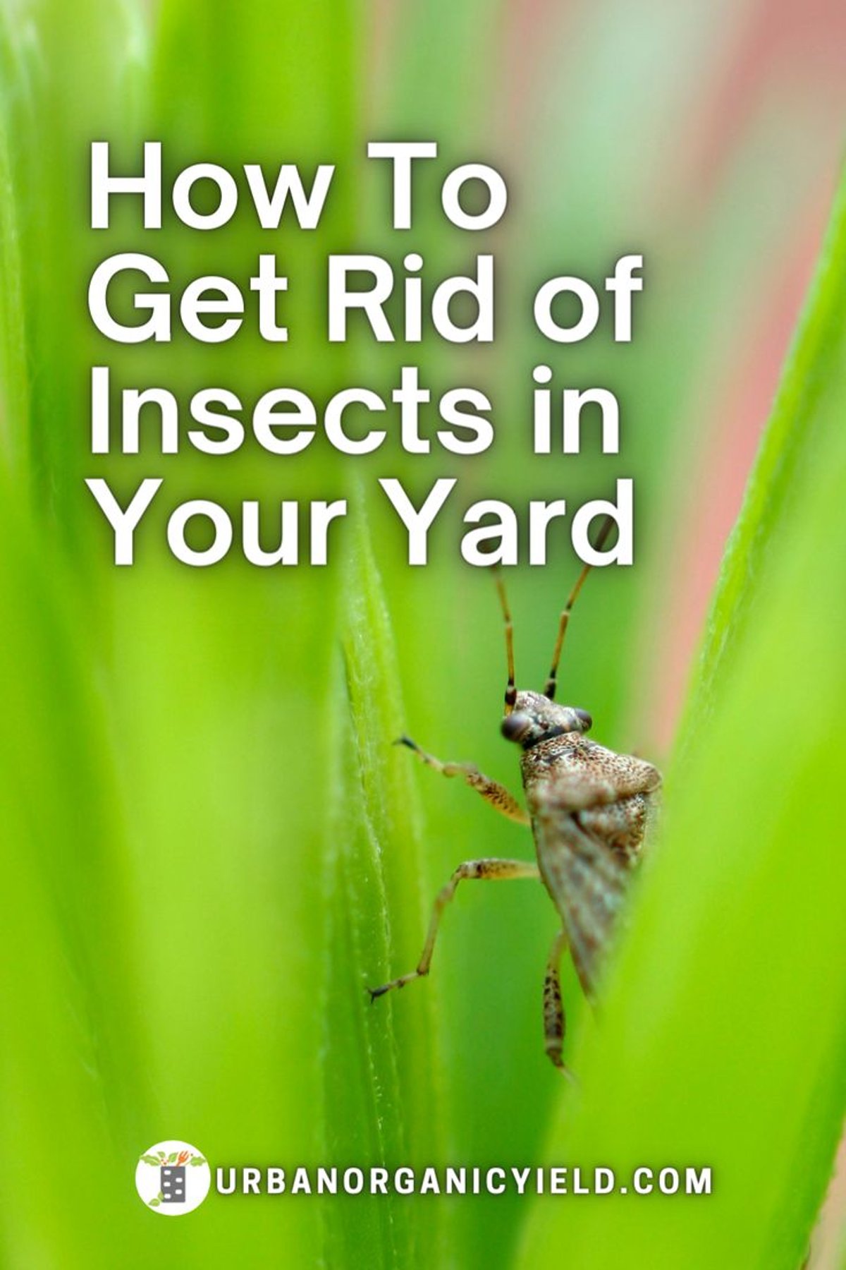 how to get rid of insects in yard