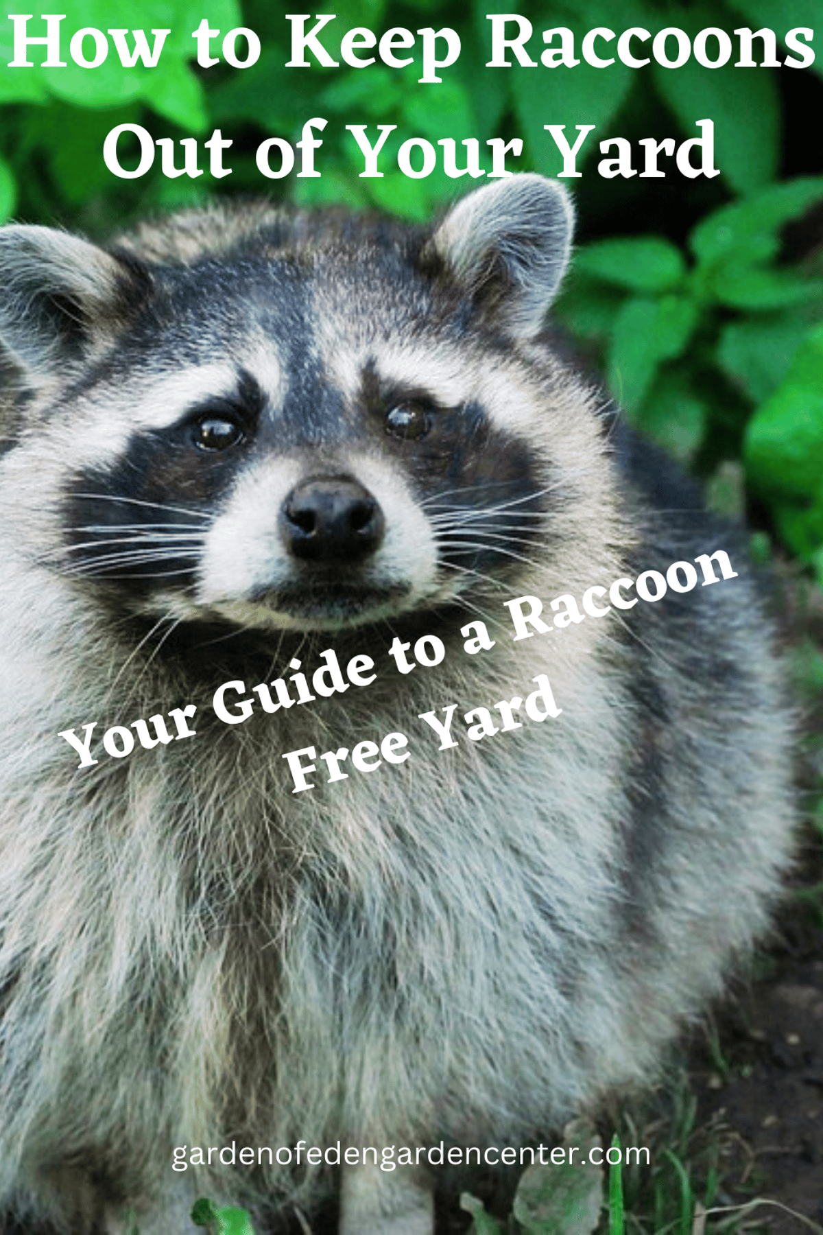 how to keep raccoons out of yard