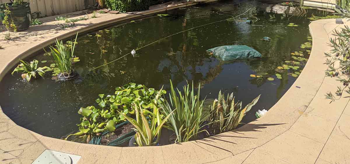 swimming pool to pond conversion