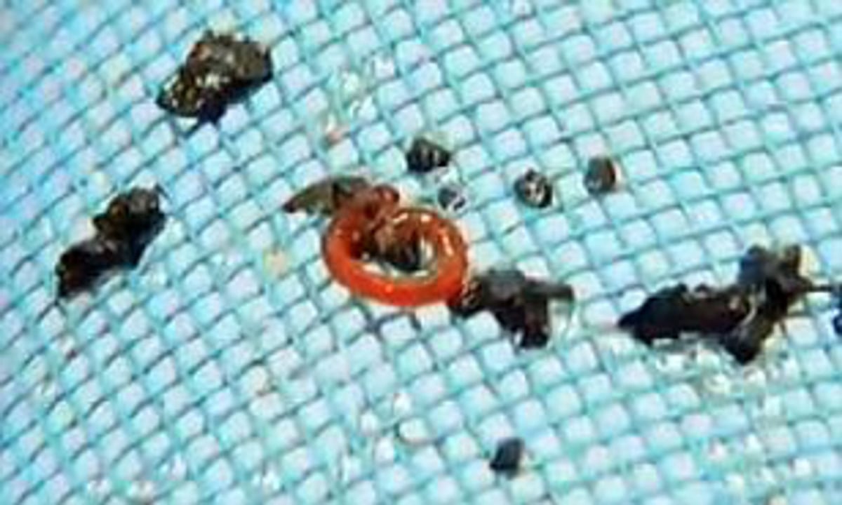 Unmasking the Mystery of Little Red Worms in Your Swimming Pool
