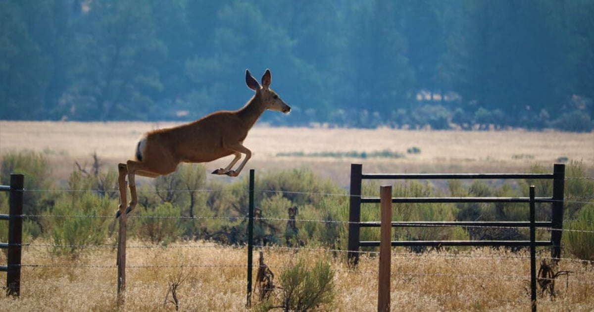 Unpacking the Truth Behind Deer Fence Jumps