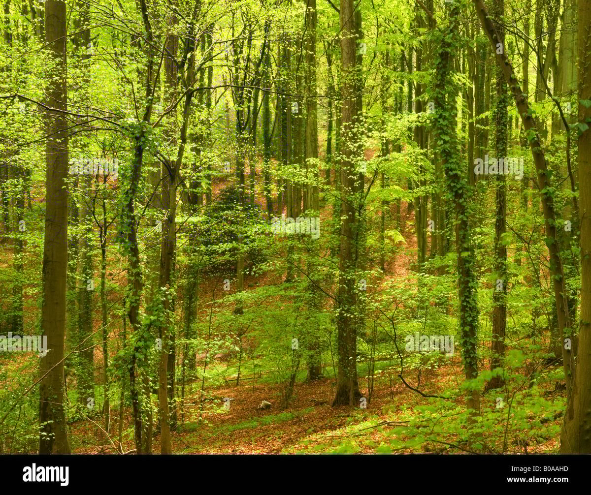 The Woodland Hall Tree How it Transforms Entryway Clutter