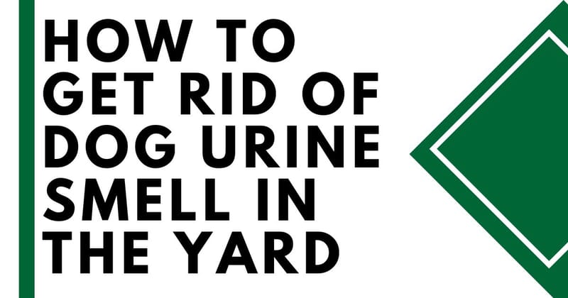 backyard smells like dog urine 3