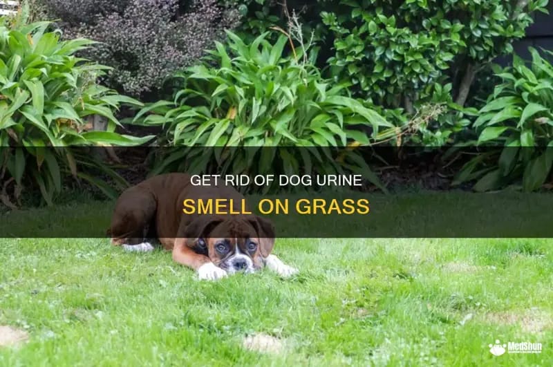 backyard smells like dog urine 1
