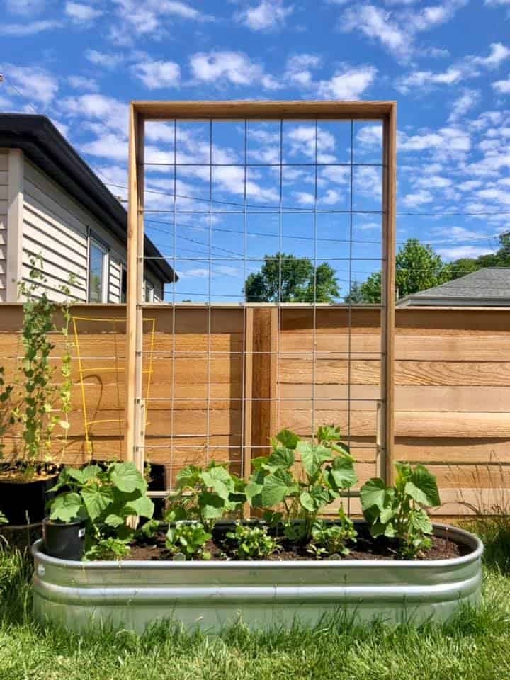Choosing the Right Trellis for Your Raised Garden Bed Plants 3