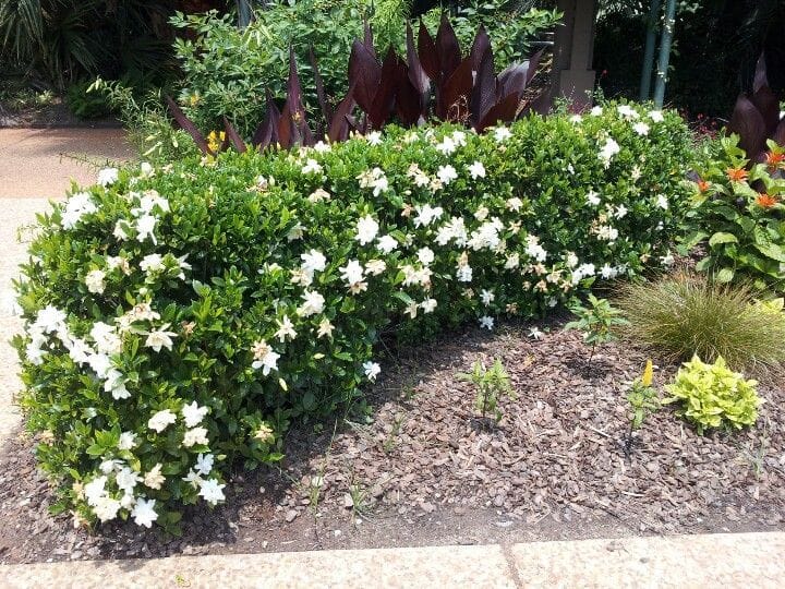 gardenia front yard landscaping ideas 4