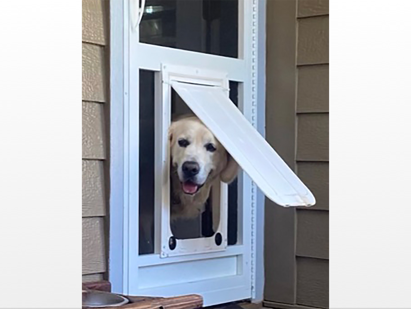 Giving Your Dog the Freedom of the Porch A Guide 2