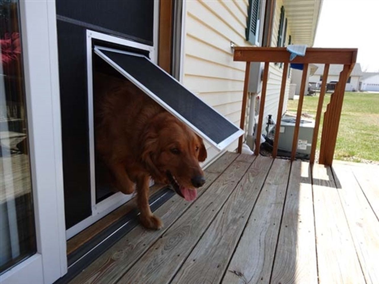 Giving Your Dog the Freedom of the Porch A Guide 1