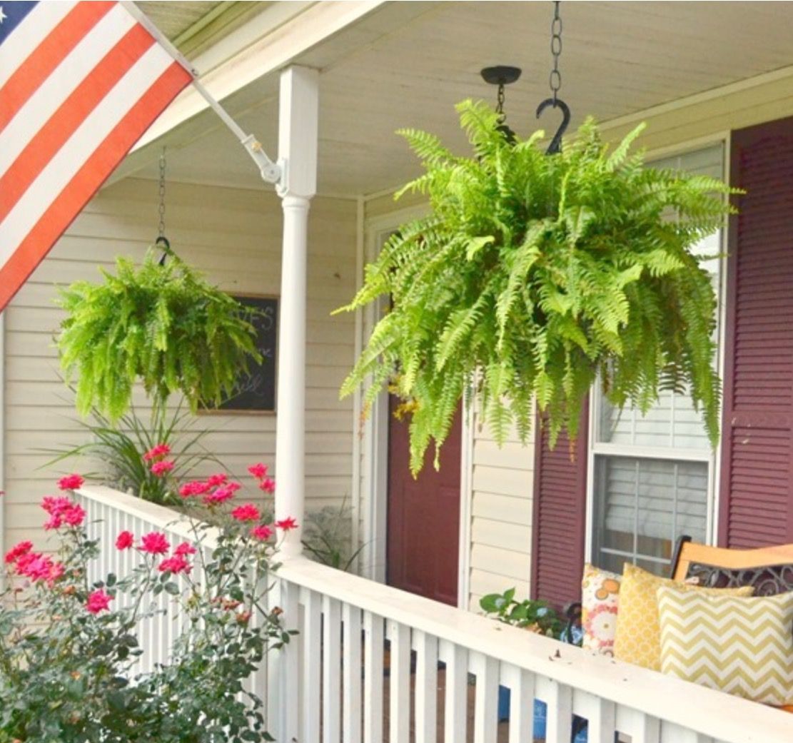 hanging ferns on front porch 3