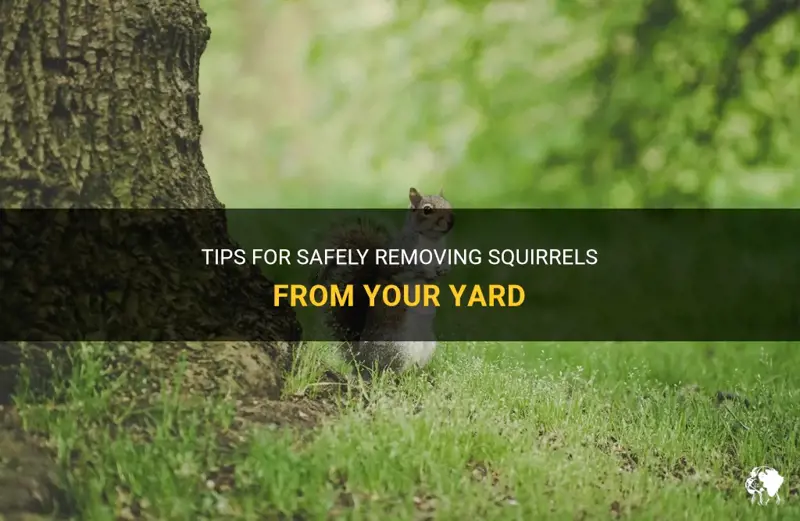 how can i get rid of squirrels in my yard 3