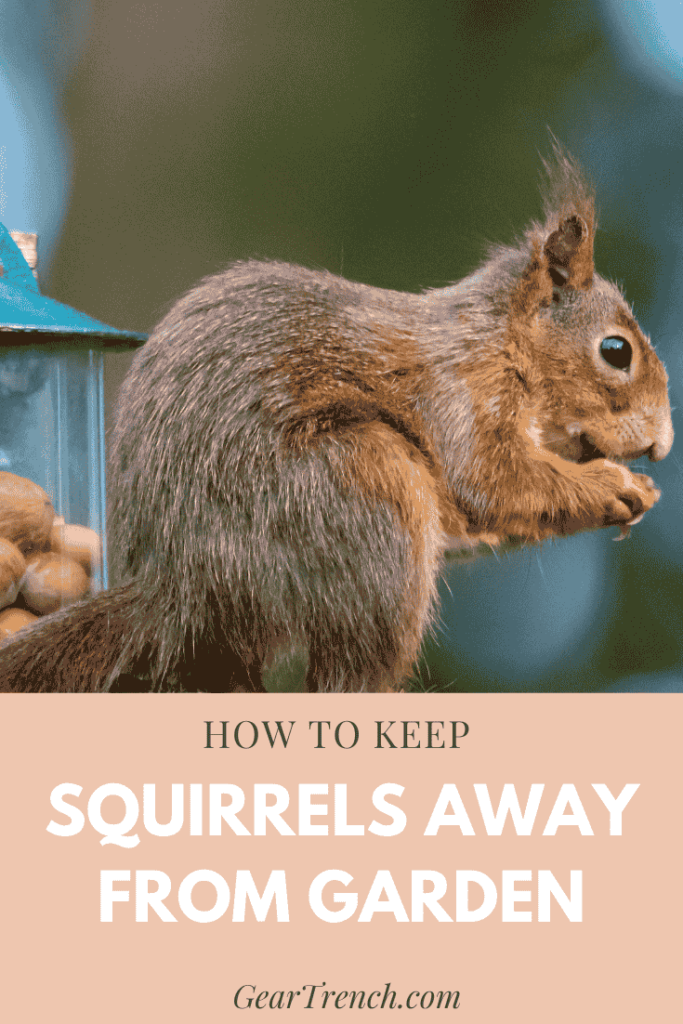 how can i get rid of squirrels in my yard 2