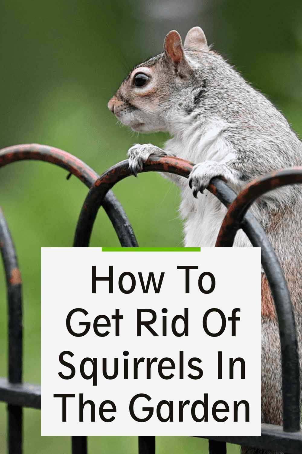 how can i get rid of squirrels in my yard 4