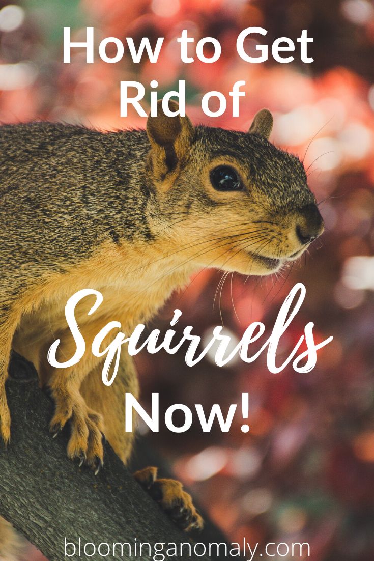 how can i get rid of squirrels in my yard 5