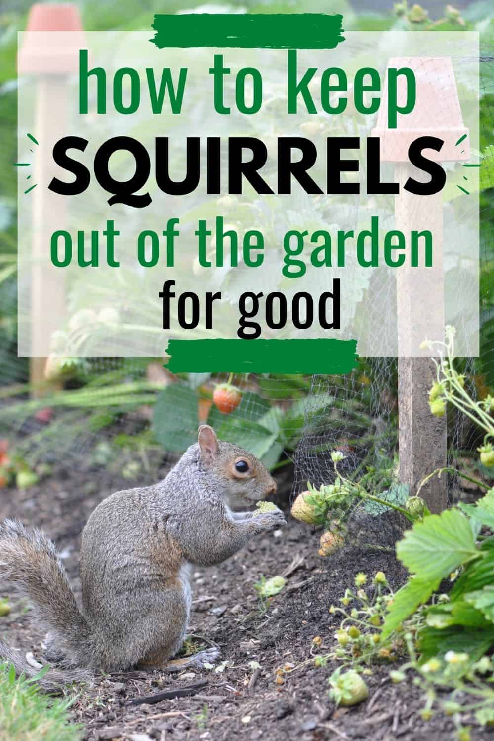 how can i get rid of squirrels in my yard 1