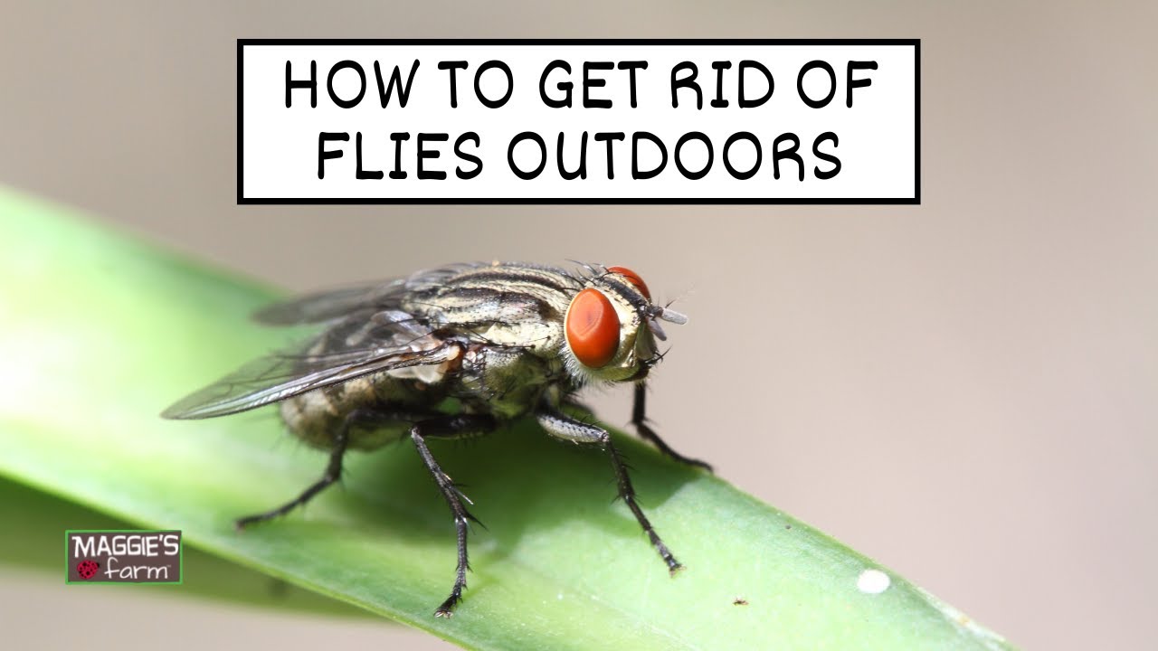 how do i get rid of flies on my porch 4