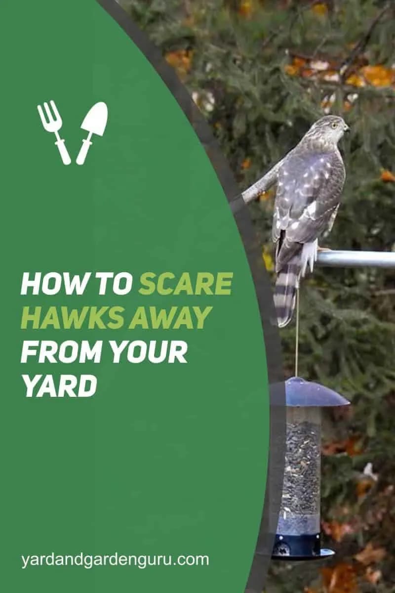 how do you get rid of hawks in your yard 2