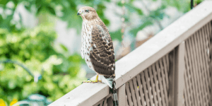 how do you get rid of hawks in your yard 3