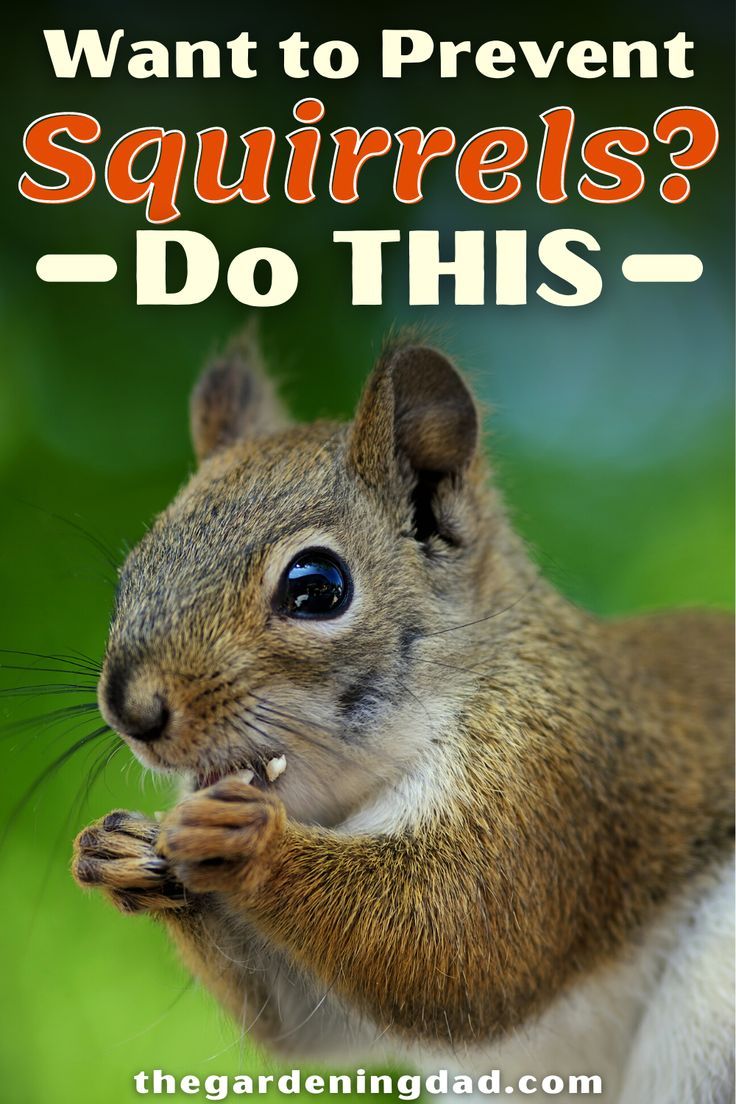how do you get rid of squirrels in your yard 2