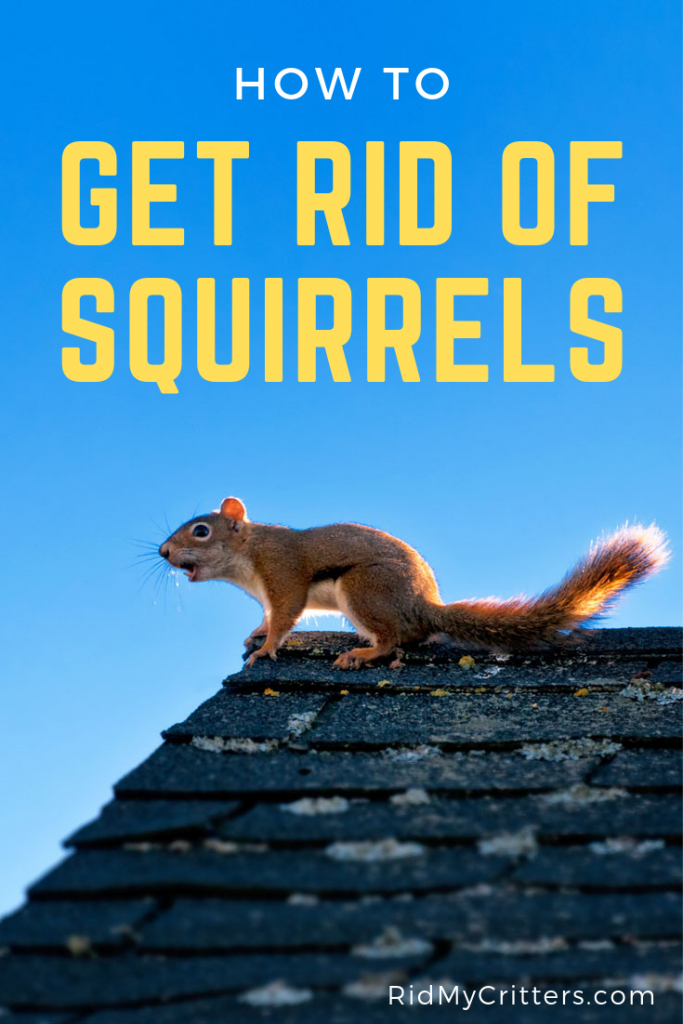 how do you get rid of squirrels in your yard 5