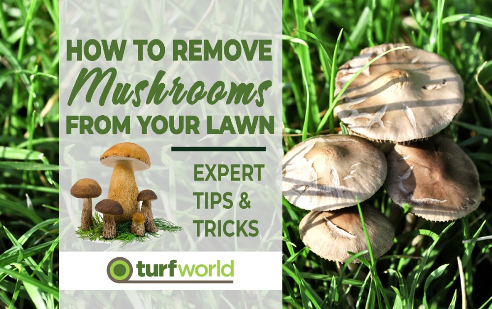 how do you kill mushrooms in your yard 5