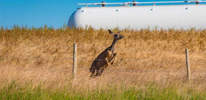 how high of a fence can deer jump 2
