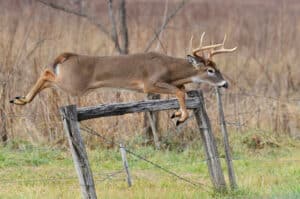how high of a fence can deer jump 3