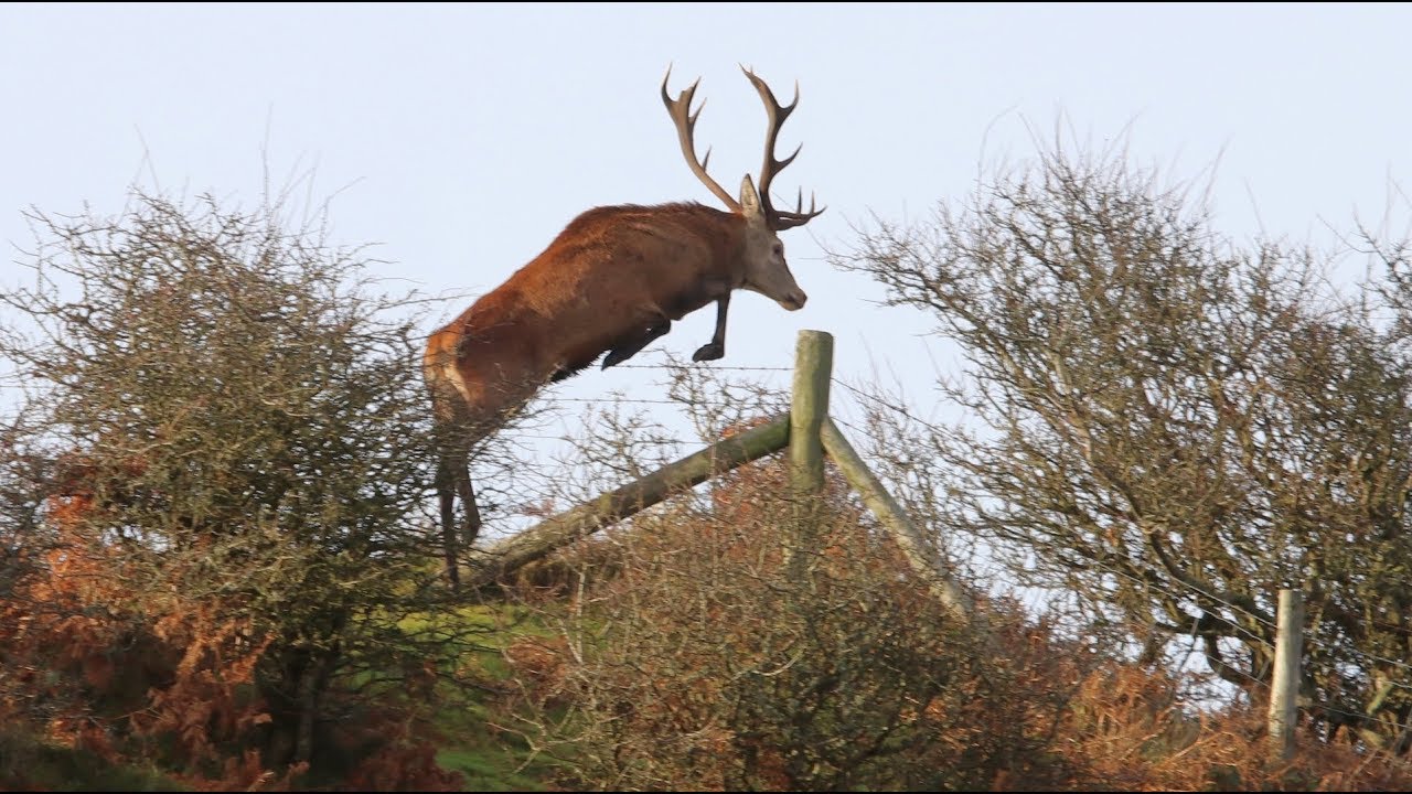 how high of a fence can deer jump 5