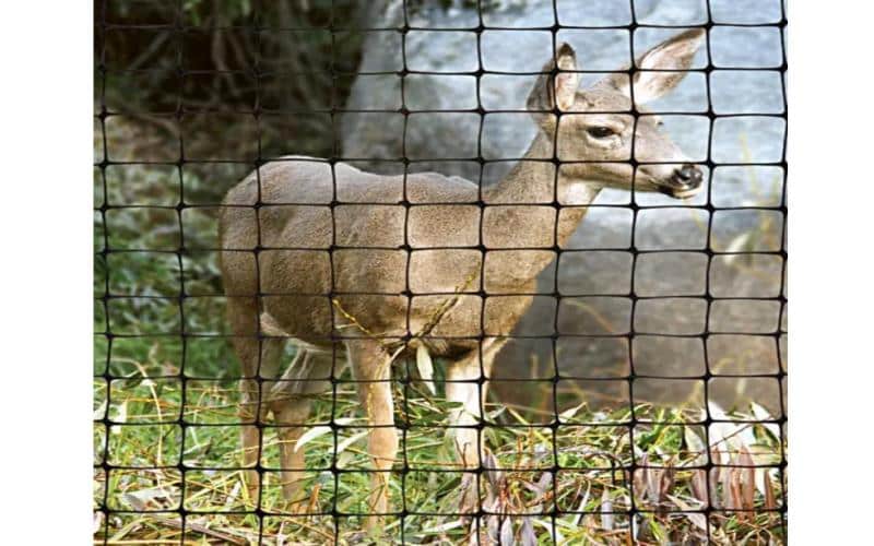 how tall a fence to keep deer out 3