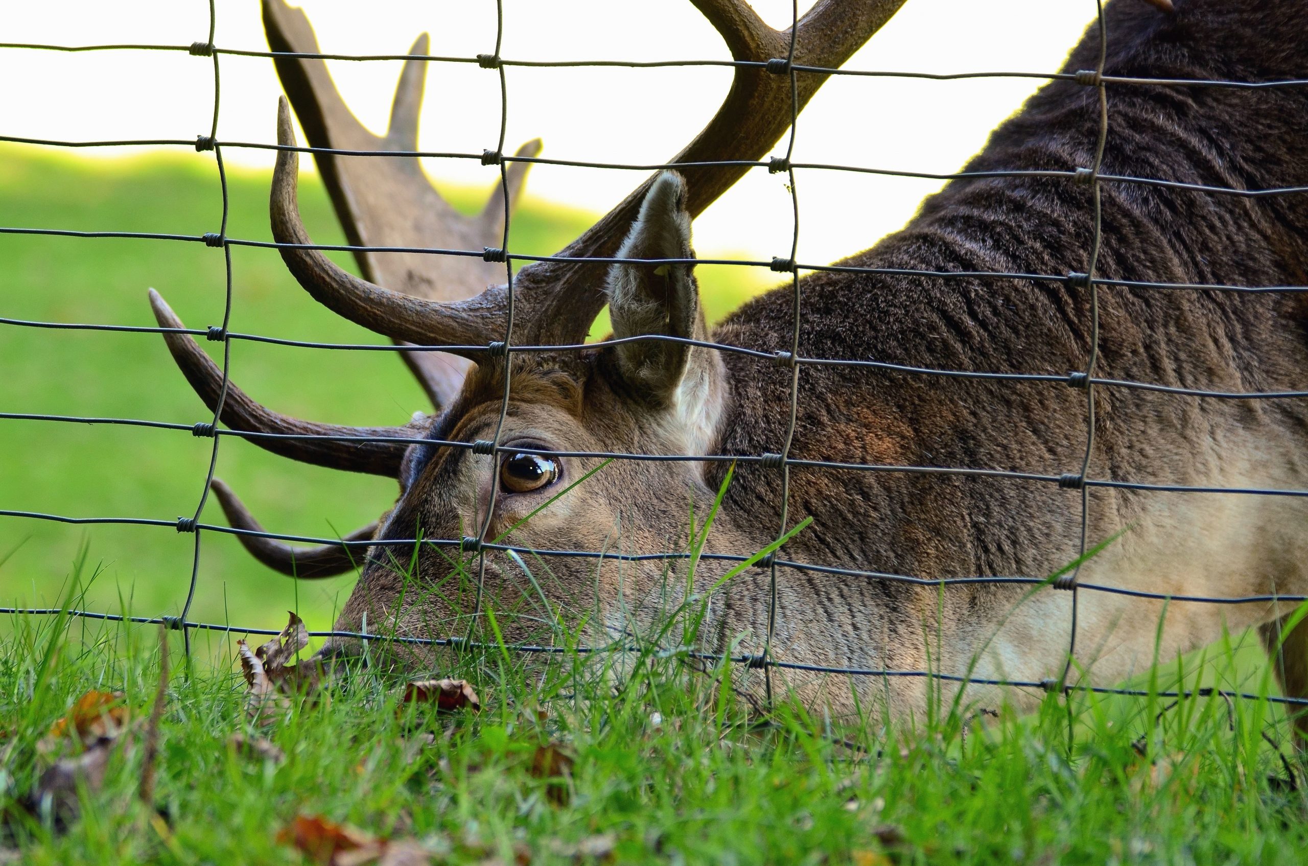 how tall a fence to keep deer out 4
