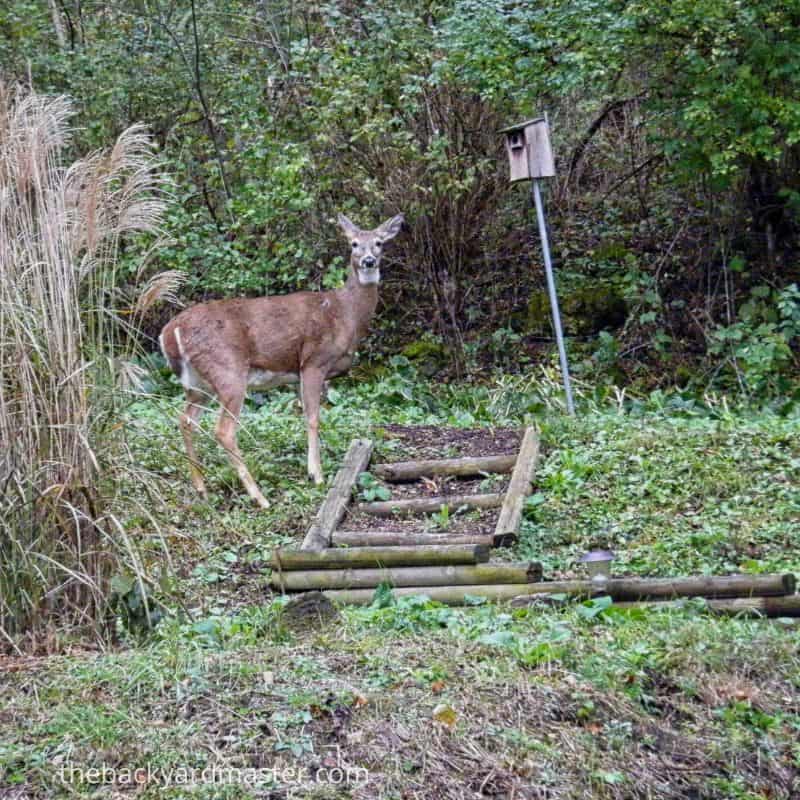 how to attract deer to your yard 2