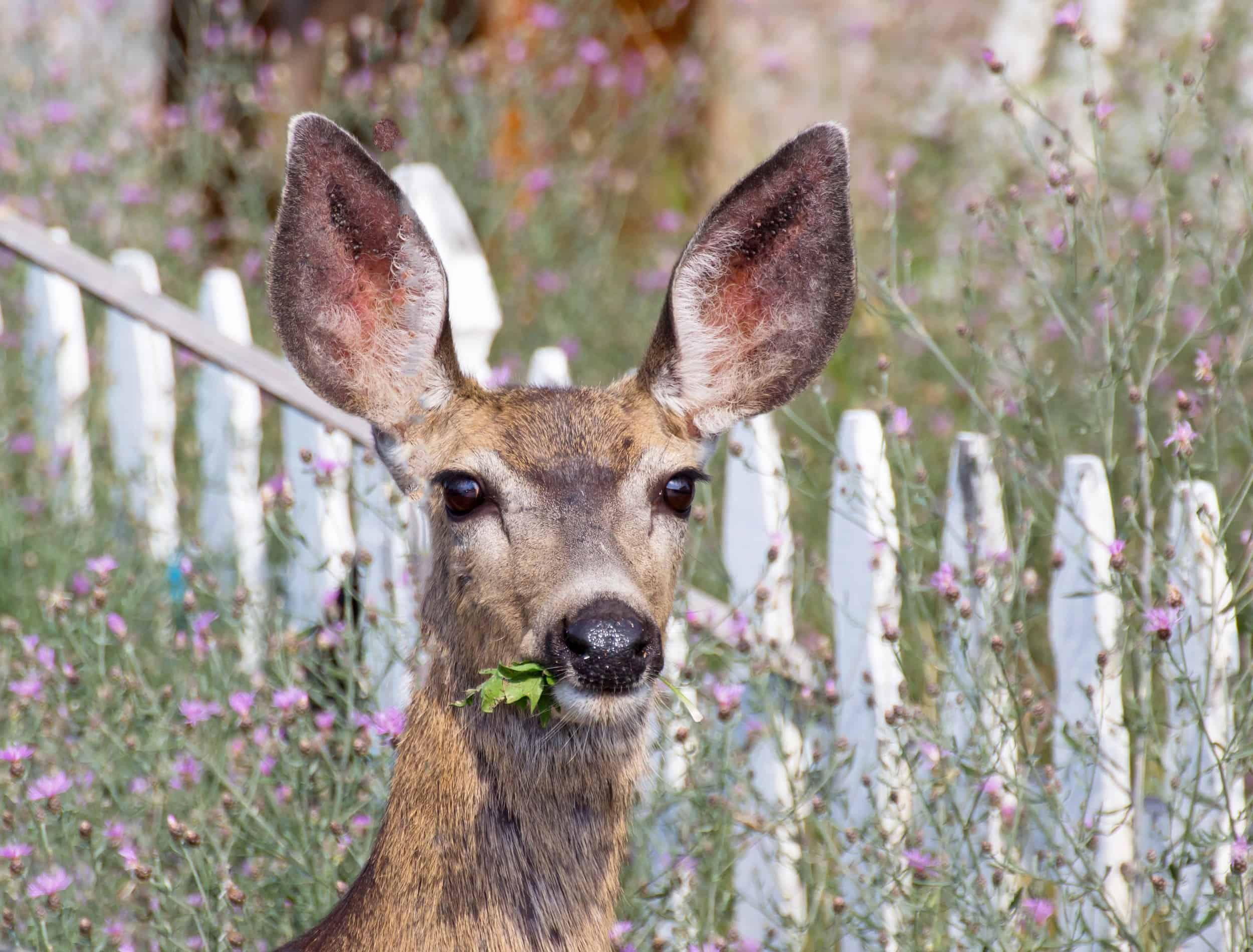 how to attract deer to your yard 4
