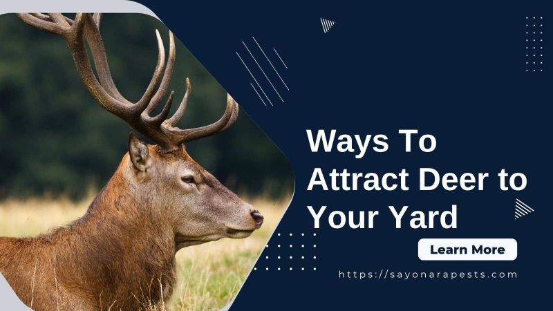 how to attract deer to your yard 5