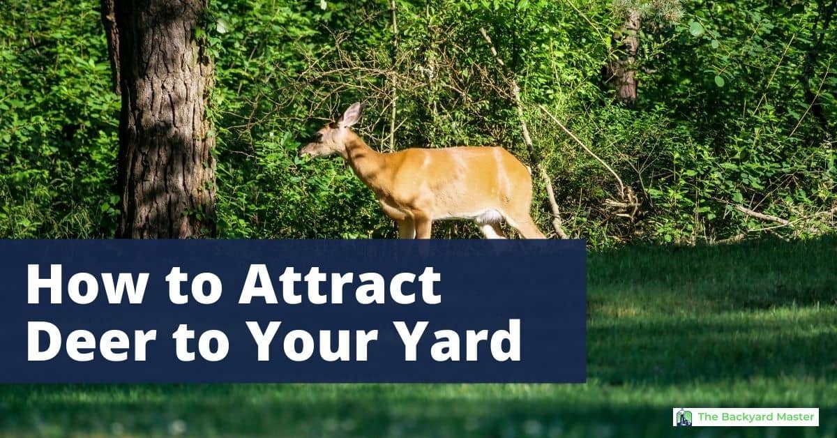 how to attract deer to your yard 1