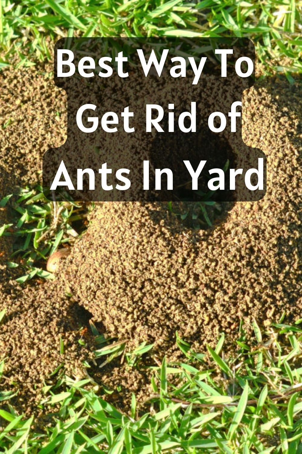 how to get rid of ants yard 2