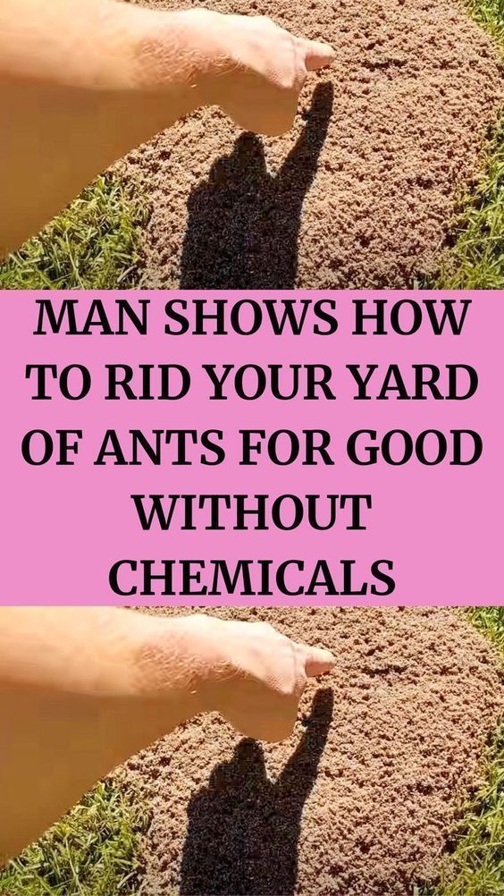 how to get rid of ants yard 4