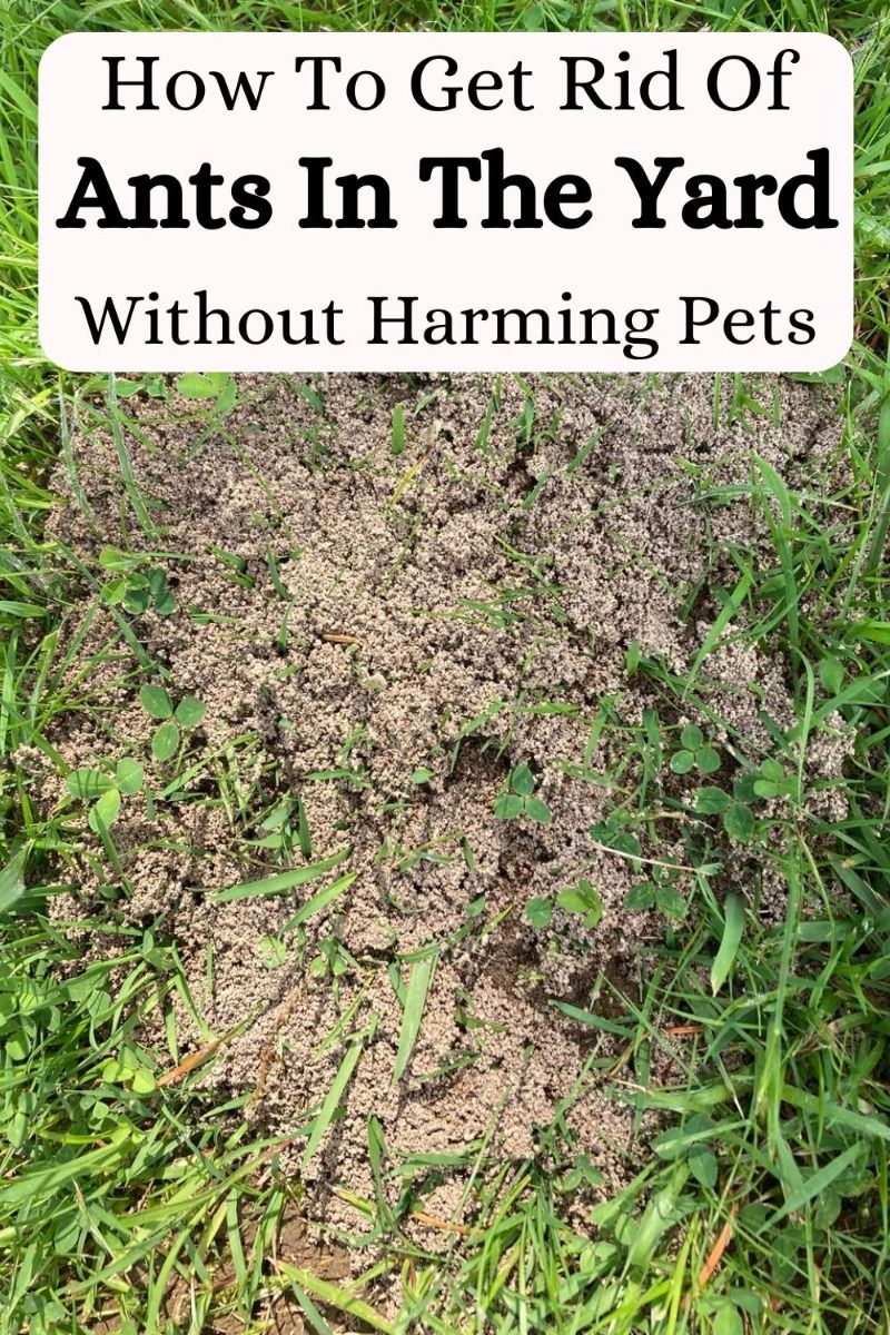 how to get rid of ants yard 5