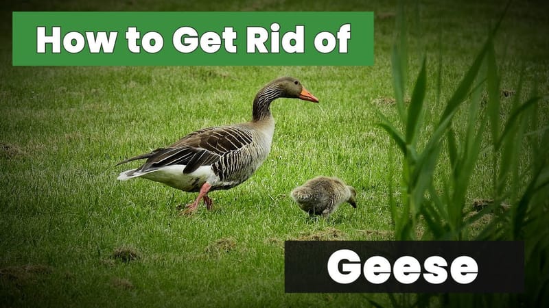 how to get rid of geese from your yard 2