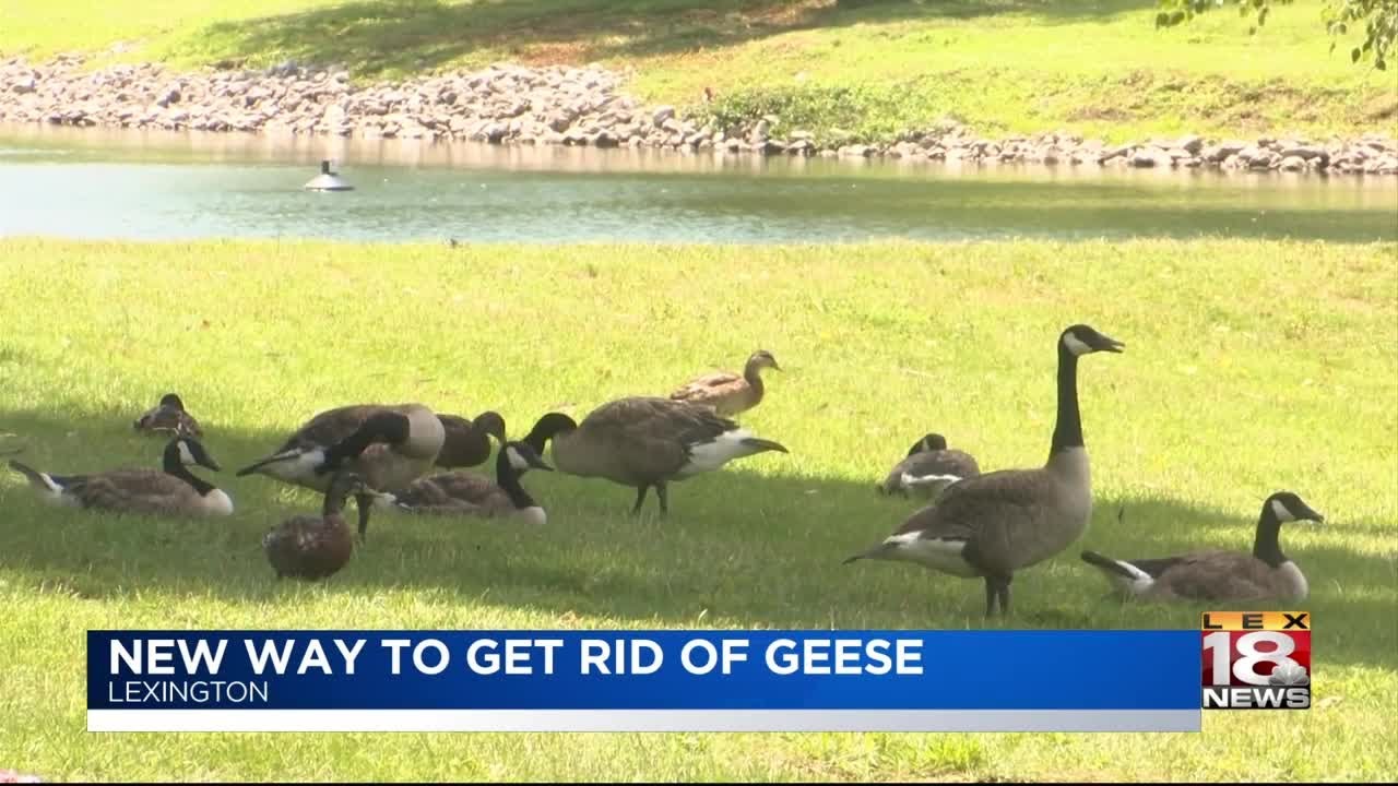 how to get rid of geese from your yard 2