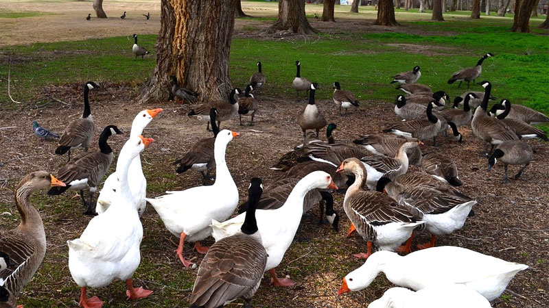 how to get rid of geese from your yard 4
