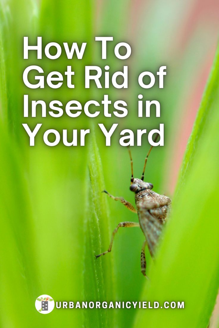 how to get rid of insects in yard 1