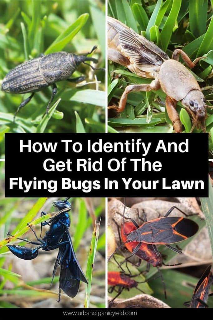 how to get rid of insects in yard 5