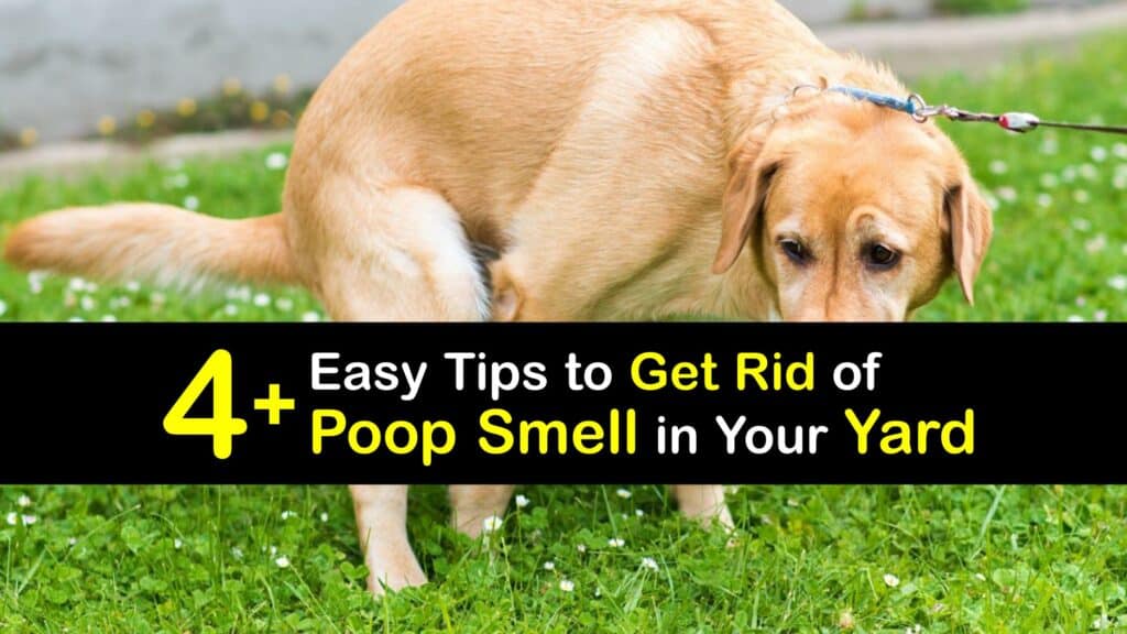 how to get rid of pee smell in yard 4