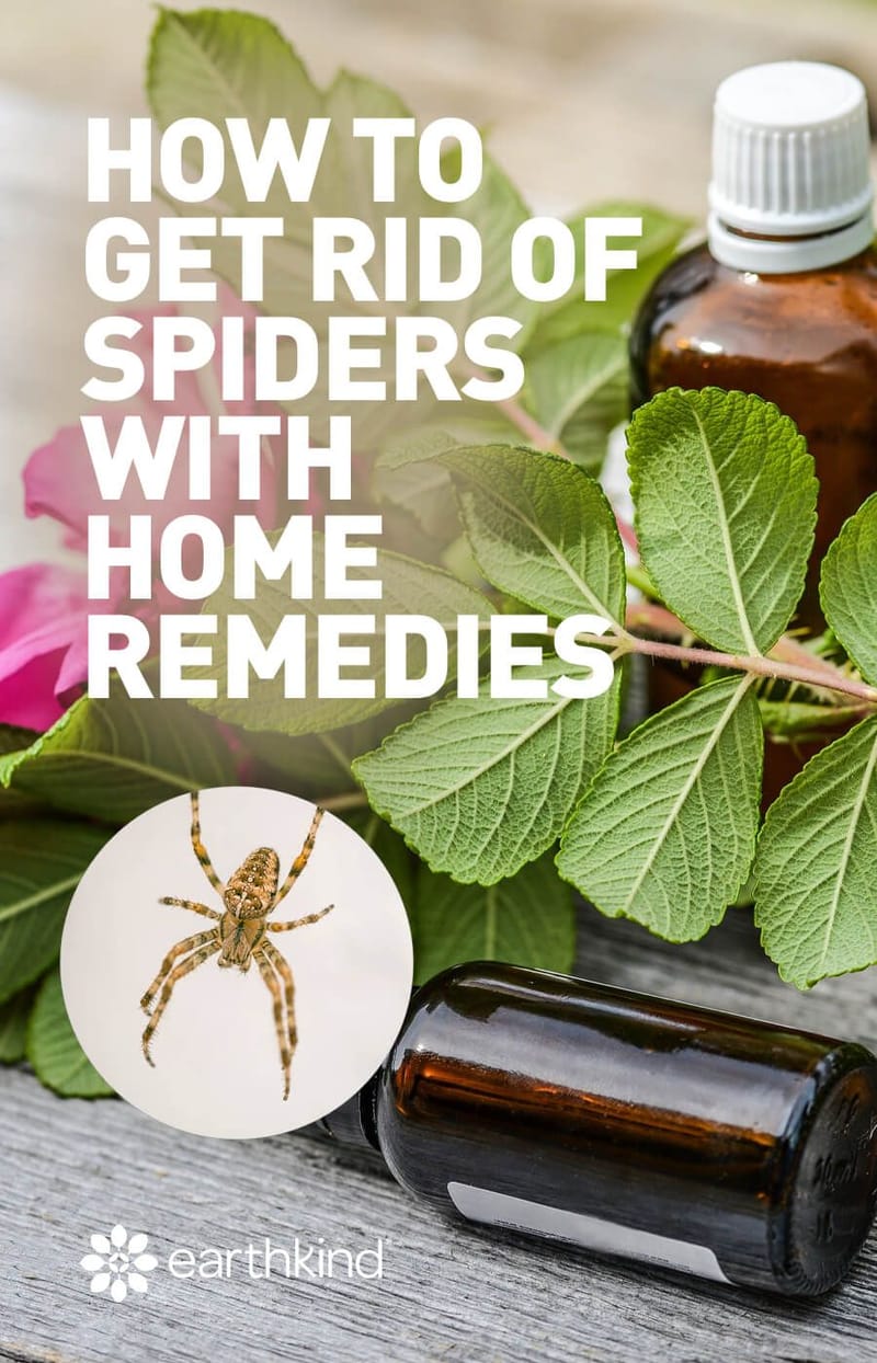 how to get rid of spiders on porch 3