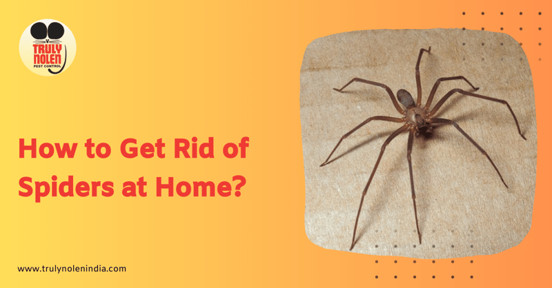 how to get rid of spiders on porch 4