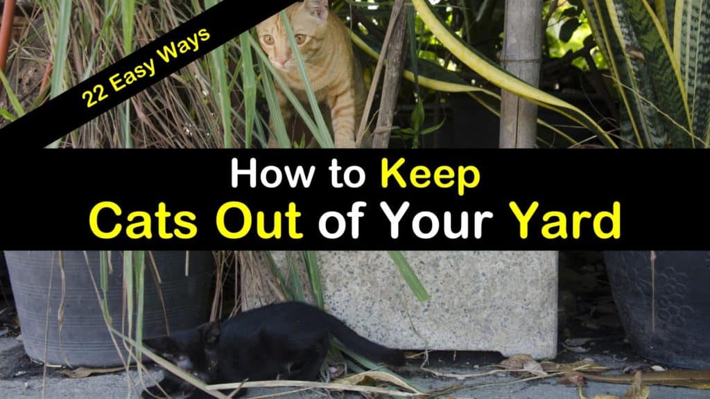 how to keep a cat in your yard 3