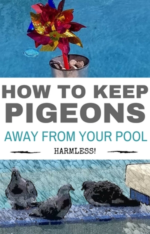how to keep birds away from pool 3